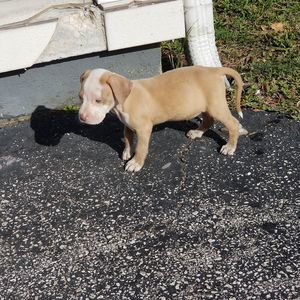 Meet your Posher, Lashaye